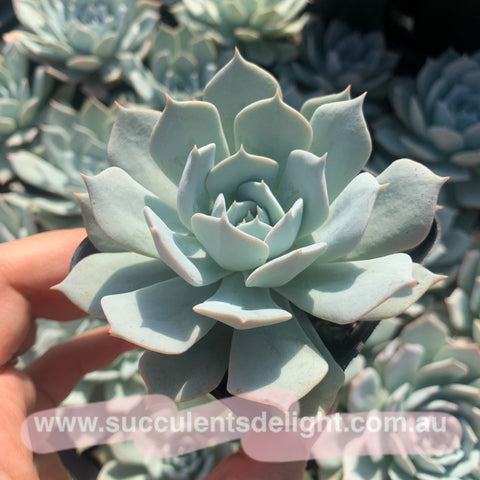Echeveria Blue Bird (thin leave form) 薄叶蓝鸟
