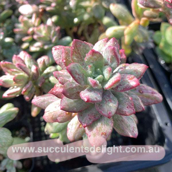 Echeveria Minibelle Silky Variegated 红稚莲拉丝锦
