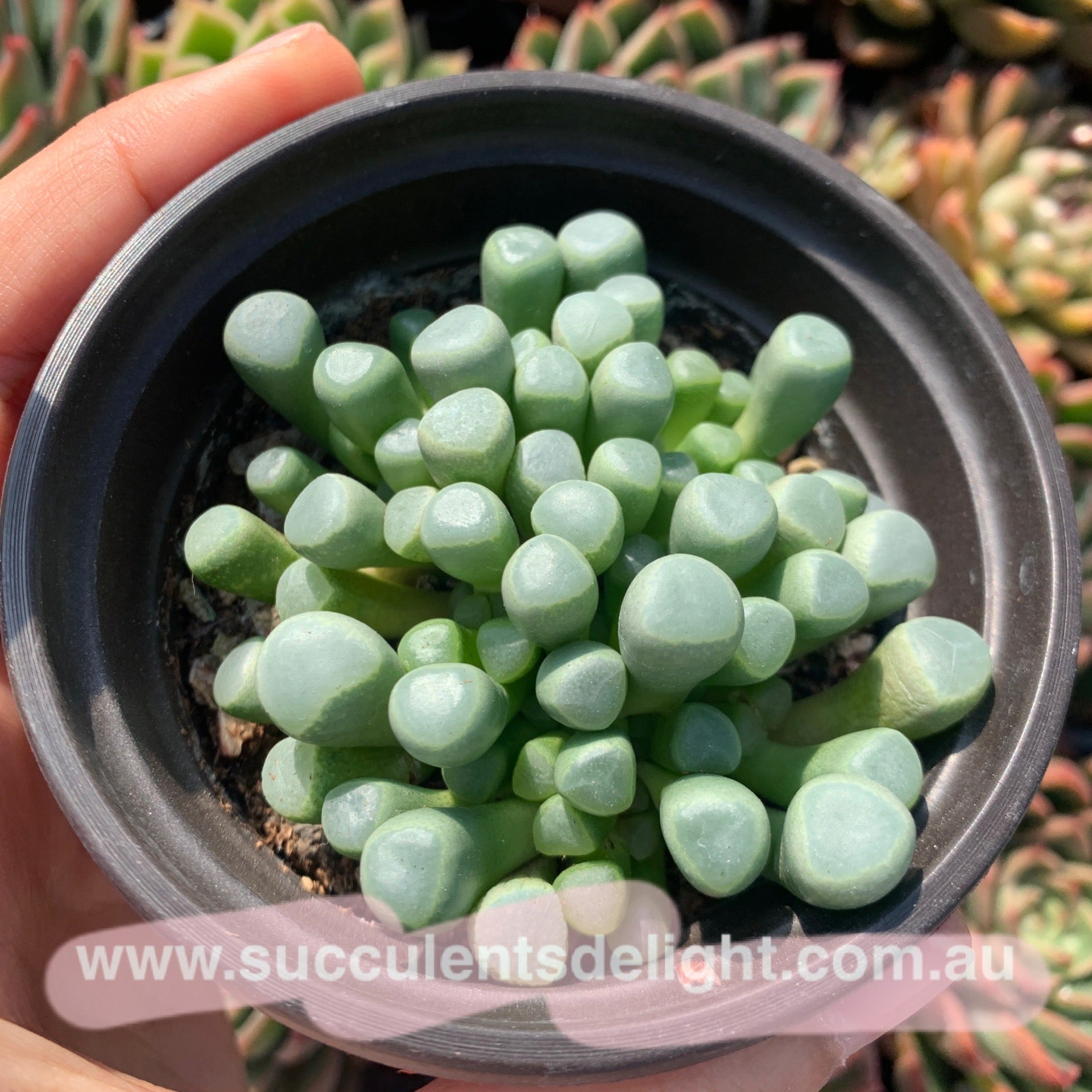 Fenestraria Rhopalophylla Subsp. Aurantiaca Baby Toes 五十铃玉