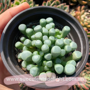 Fenestraria Rhopalophylla Subsp. Aurantiaca Baby Toes 五十铃玉