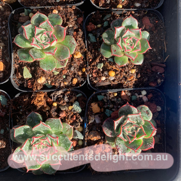 Echeveria Halo 光晕