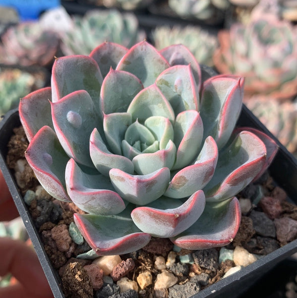 Echeveria Tears of Beauty 美人泪