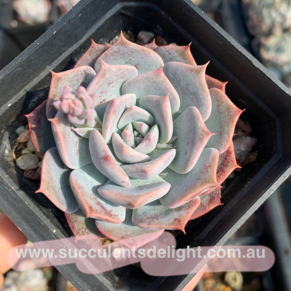 Echeveria Tornado 龙卷风
