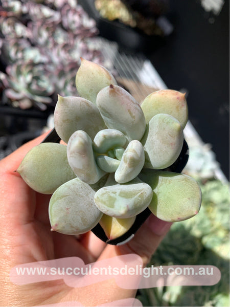 Echeveria Snow Queen 白雪女王