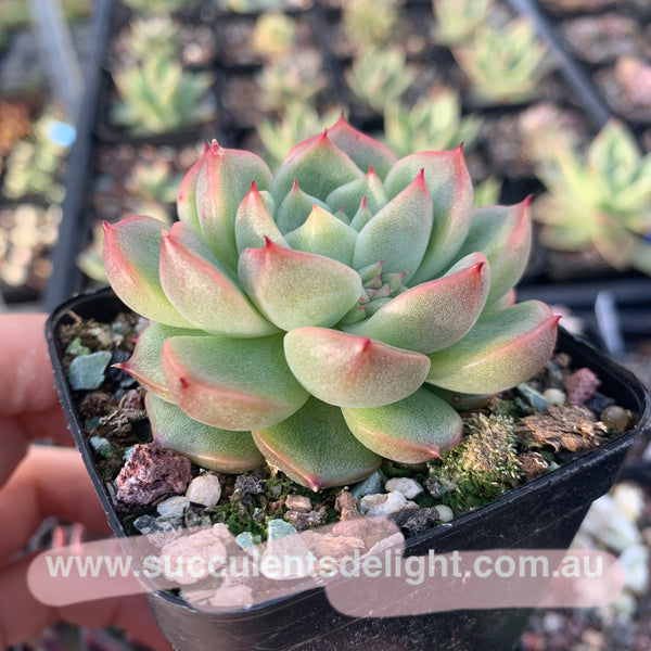 Echeveria Emerald Crystal 玉水晶