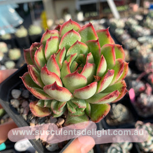 Echeveria Lingzhi 灵芝