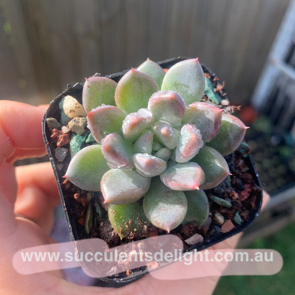 Pachyveria Stalactite 钟乳石 Succulents Delight New Hybrid