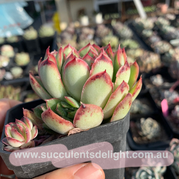 Echeveria Lingzhi 灵芝