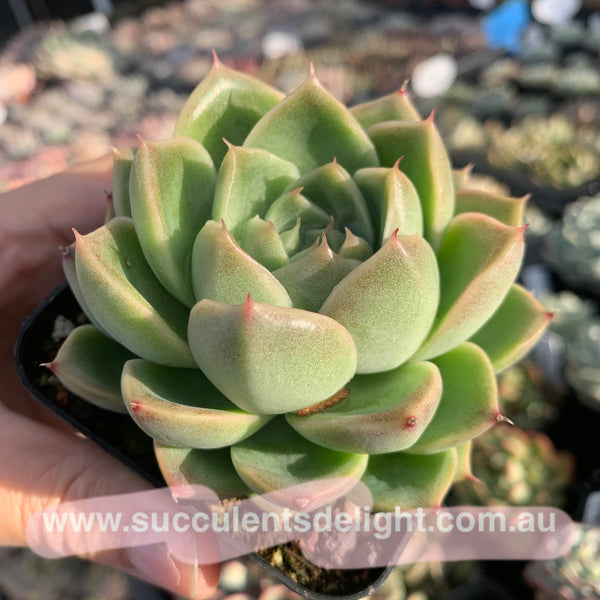 Echeveria Malgan 实生麦秆