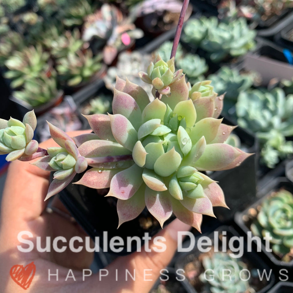 macdougallii succulent Graptopetalum macdougallii 蔓莲– Succulents Delight