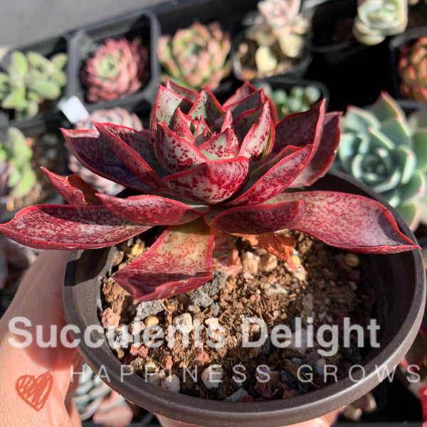 Echeveria Red Flame 烈焰