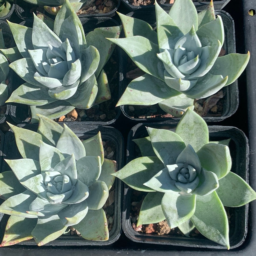 Dudleya brittonii 宽叶仙女杯布瑞东尼