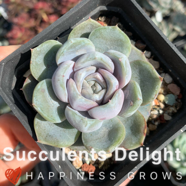 Echeveria Snow Bunny (short leaf form)  短叶雪兔