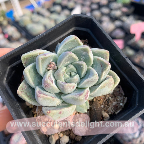 Echeveria Albicans 厚叶月影