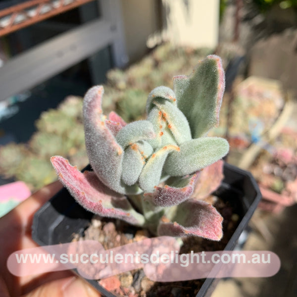 Kalanchoe tomentosa Variegated 月兔耳锦