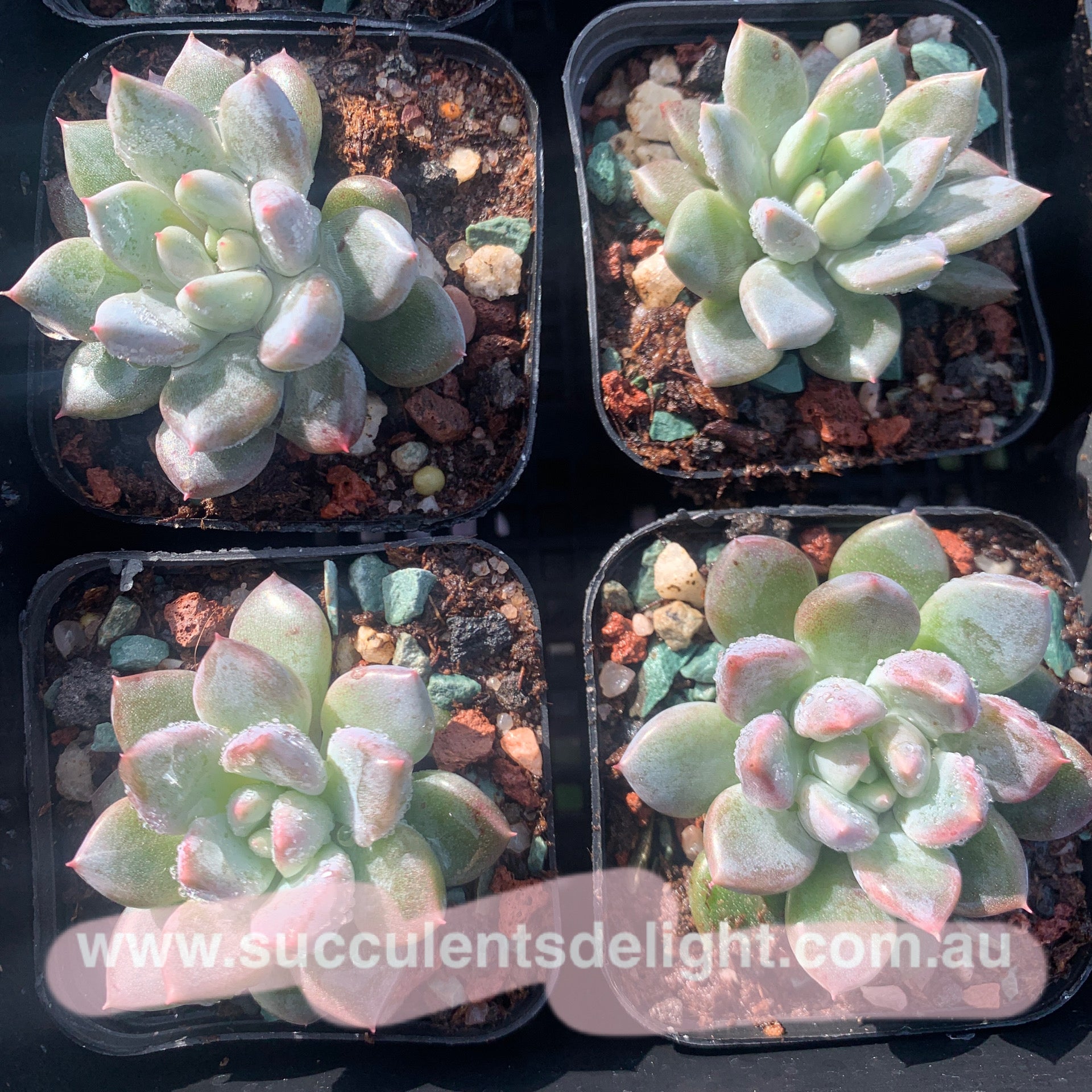 Pachyveria Stalactite 钟乳石 Succulents Delight New Hybrid