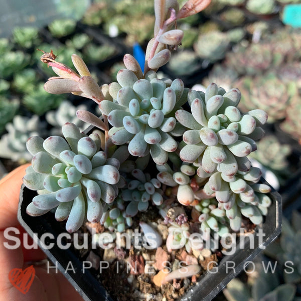Graptopetalum pachyphyllum Bluebean 蓝豆