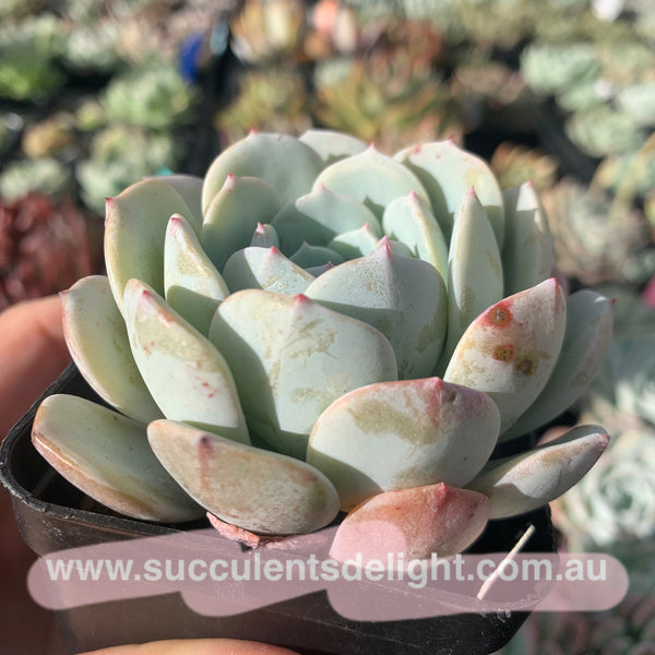 Echeveria Snow Pinwheel 雪风车