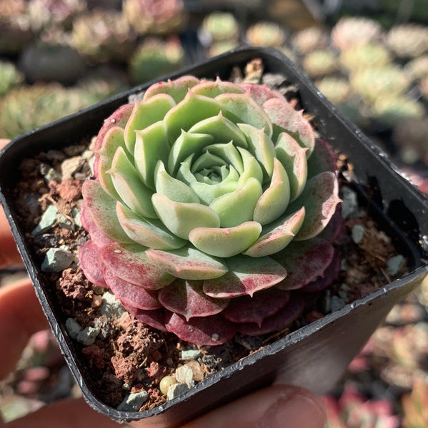 Echeveria Sacred Peach 仙桃