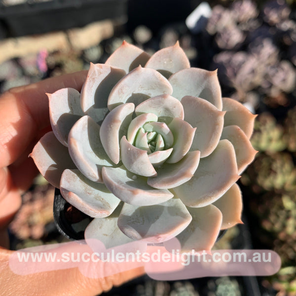 Echeveria peacockii subsessilis 皮氏蓝石莲