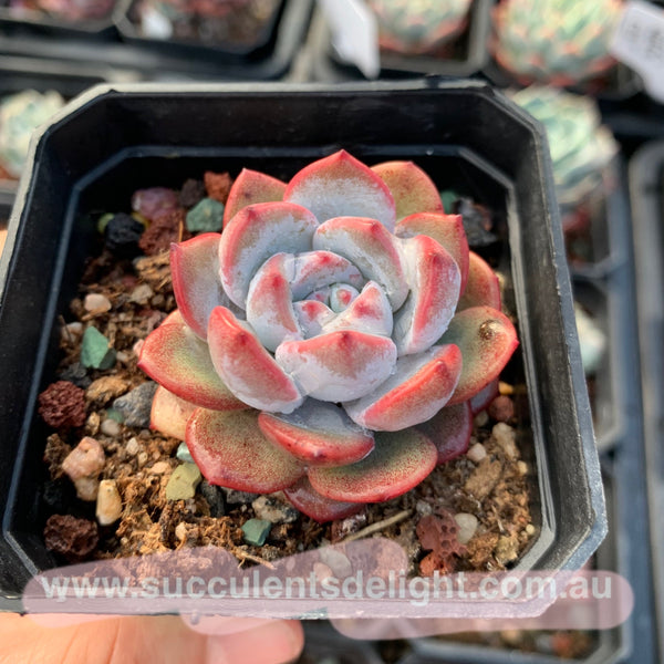 Echeveria Snow Angel 雪天使