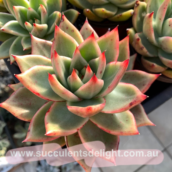 Echeveria Agavoides Gaya 东云Gaya