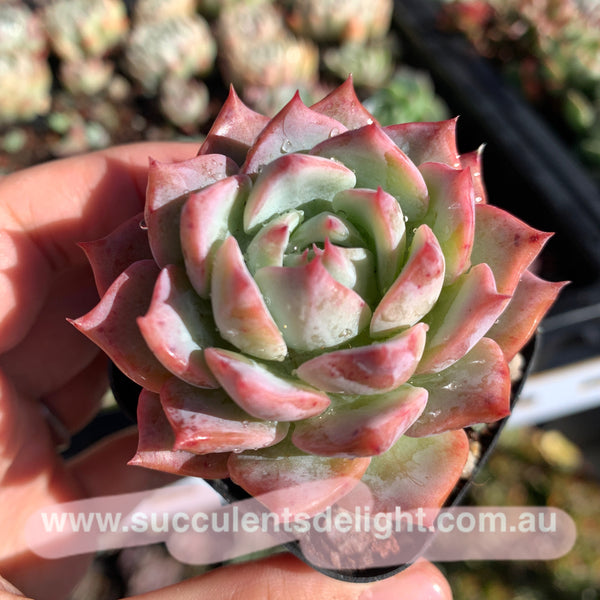 Echeveria Prism 棱镜