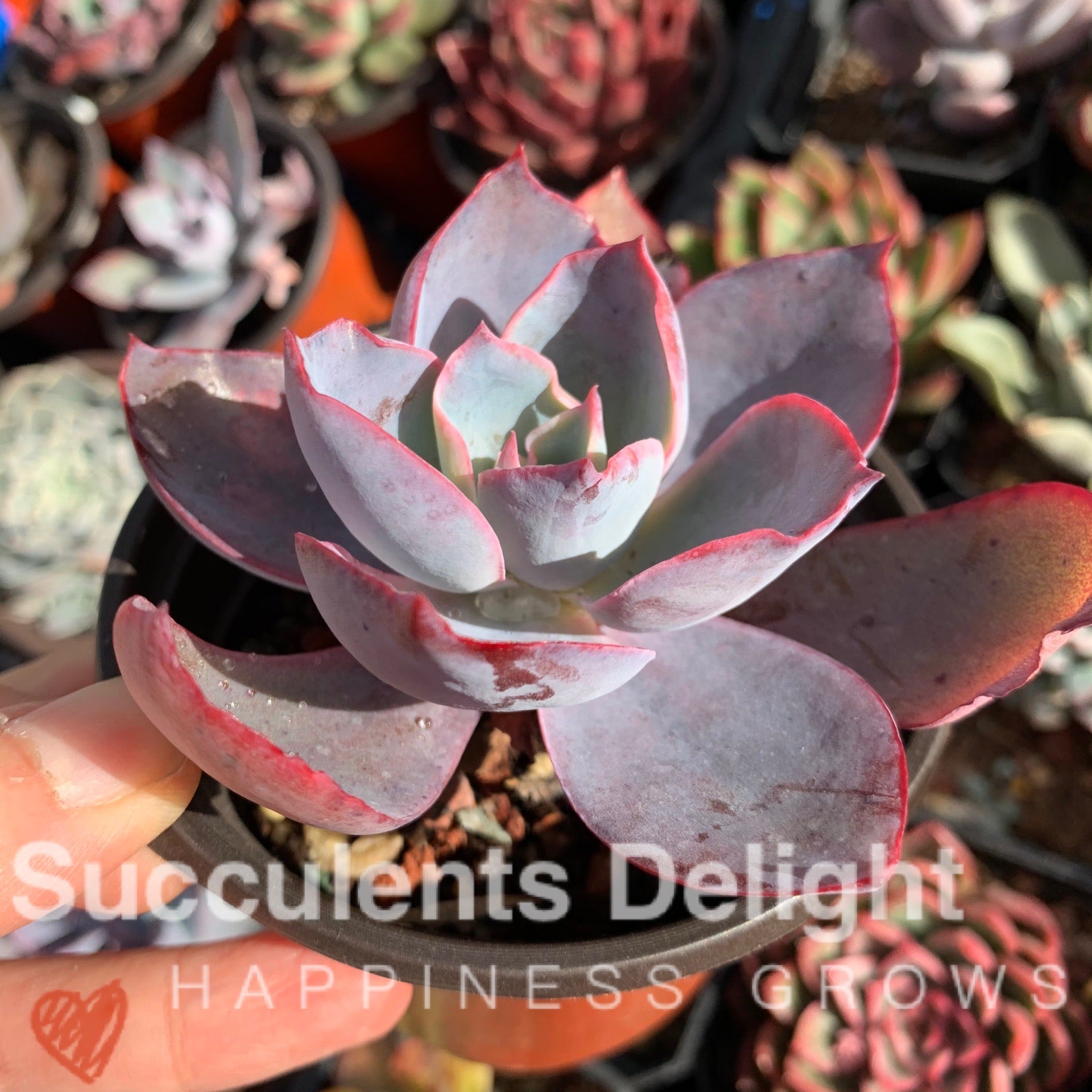 Echeveria Afterglow 晚霞