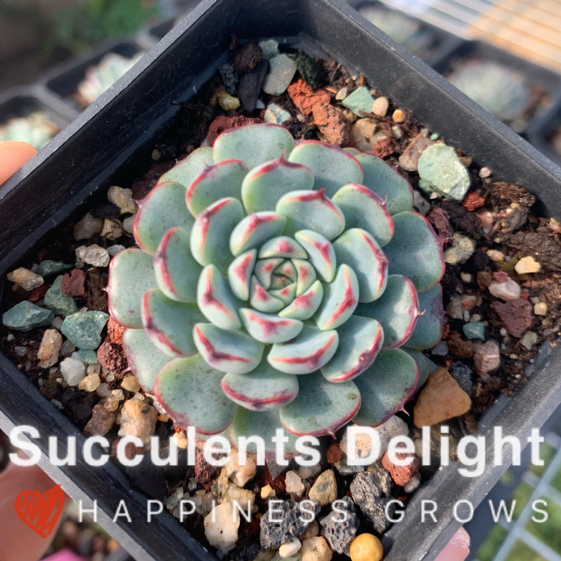 Echeveria Minima Red Edge 老版小红衣
