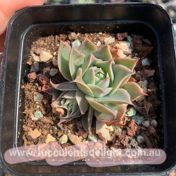 Echeveria Megacalyx 玉壶光