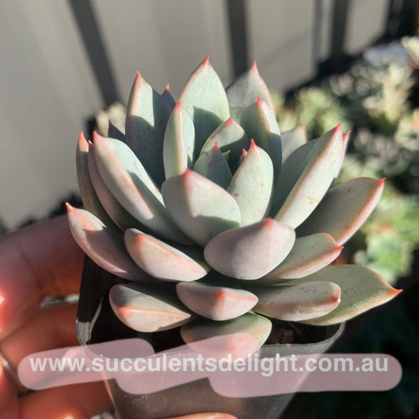 Echeveria Yeomiwol 女美月