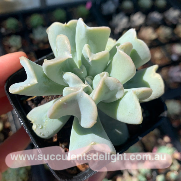 Echeveria runyonii cv Topsy Turvy 特玉莲