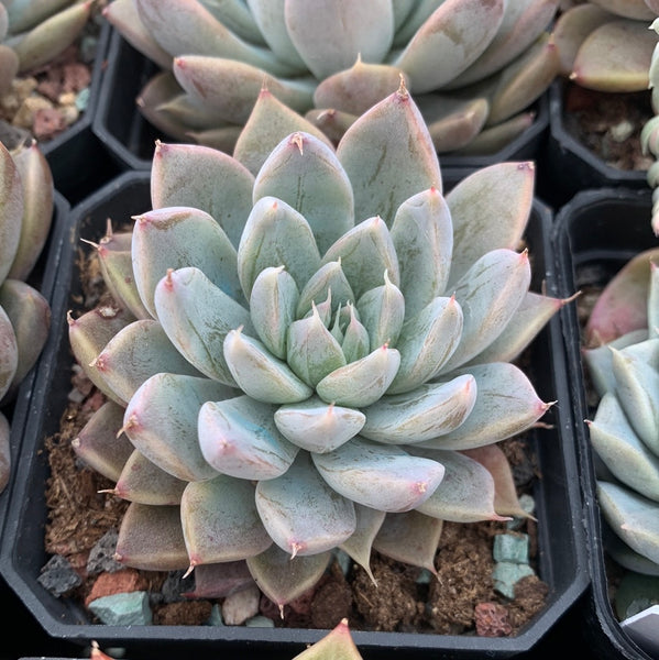 Echeveria White Dew (with dark lines) 白露（暗纹系）