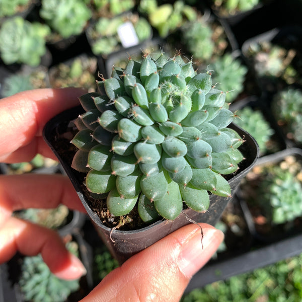 Echeveria setosa v. deminuta 小蓝衣