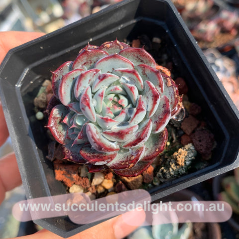 Echeveria Blue Minima 蓝姬莲