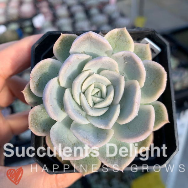 Echeveria New Surprise 新惊喜雪球