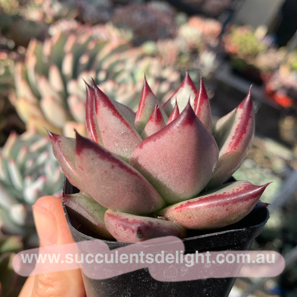 Echeveria Agavoides Love Story 爱情故事