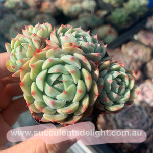 Echeveria Dragon Fruit cluster 火龙果群