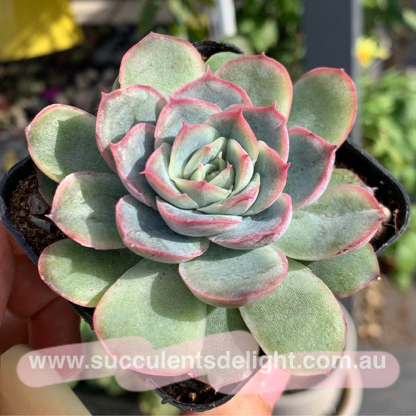 Echeveria Orange Fudge 橘子软糖