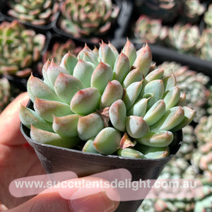 Echeveria White Line 白线 粉魔爪