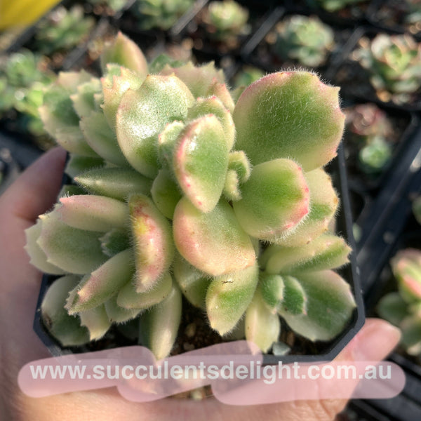 Cotyledon Tomentosa Bears Paw White Variegated 白熊/熊童子白锦