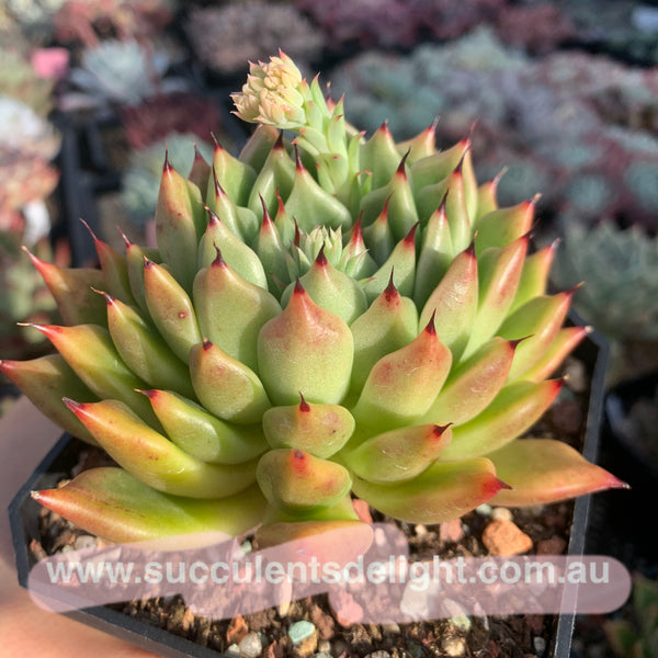 Echeveria Ebony zaragozae 绿爪x乌木