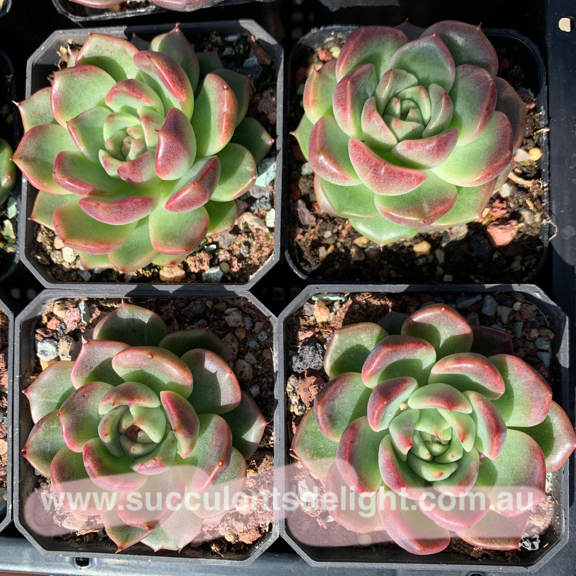 Echeveria Emerald Crystal 玉水晶