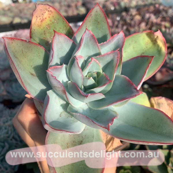 Echeveria subrigida 钢叶莲