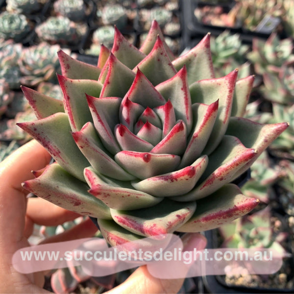 Echeveria Agavoides Ebony Romeo 乌木x罗密欧