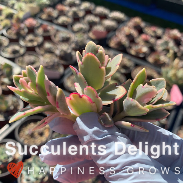 3x cuttings Kalanchoe fedtschenkoi Variegata 玉吊钟锦 蝴蝶之舞