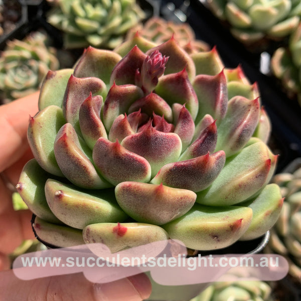 Echeveria Amethyst Queen 紫晶女王