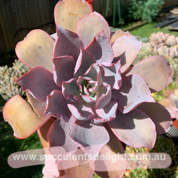 Echeveria Afterglow 晚霞