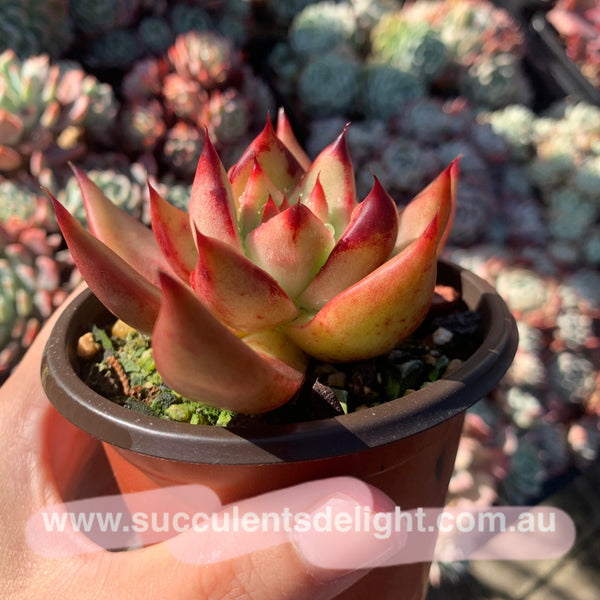 Echeveria Agavoides Frank Reinelt 弗兰克东云