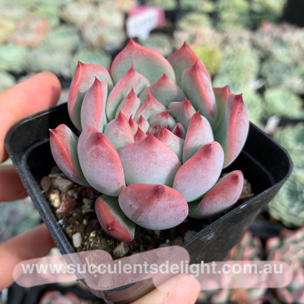 Echeveria Moon Shadow 月之影